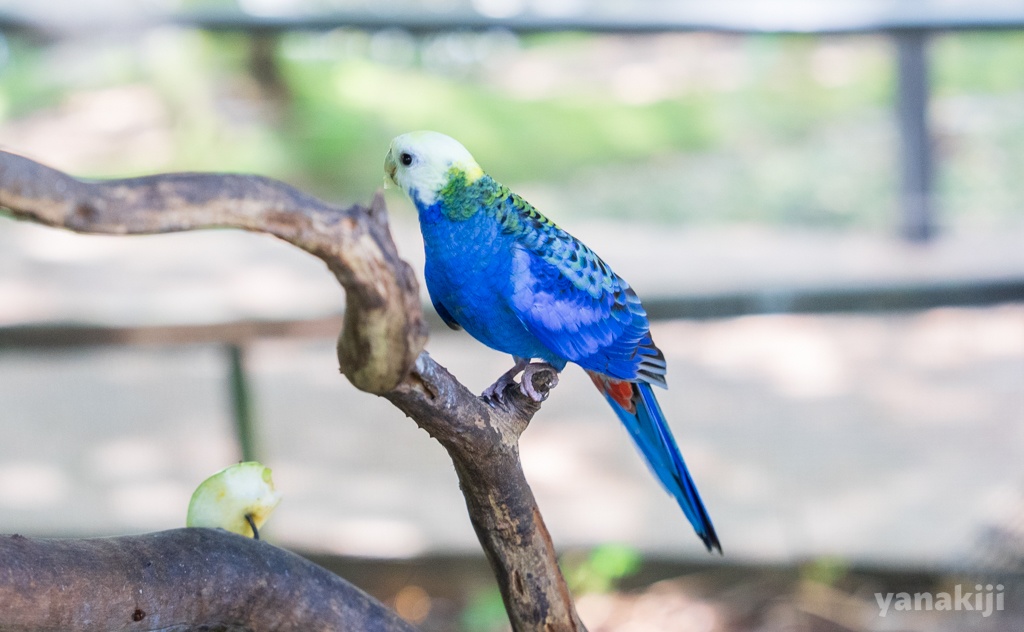 ホオアオサメクサインコ