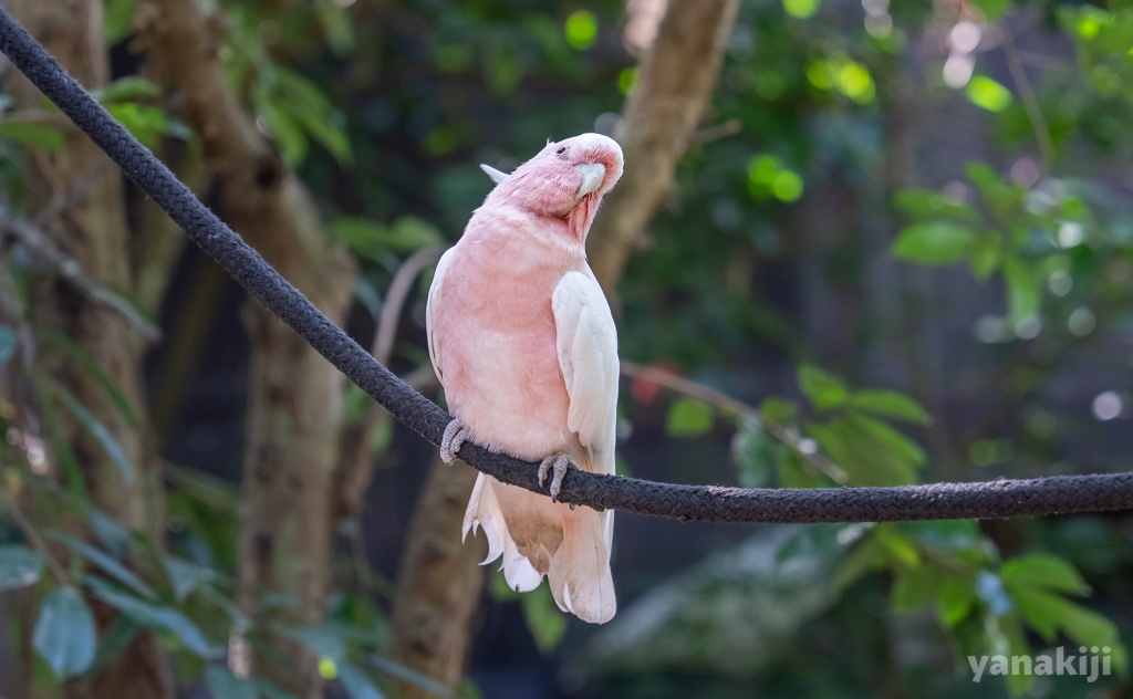 モモイロインコ