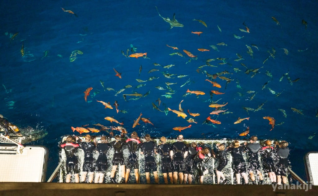 大きな魚の中にサメも混じっていた(この画像は後日船から撮影したものです)