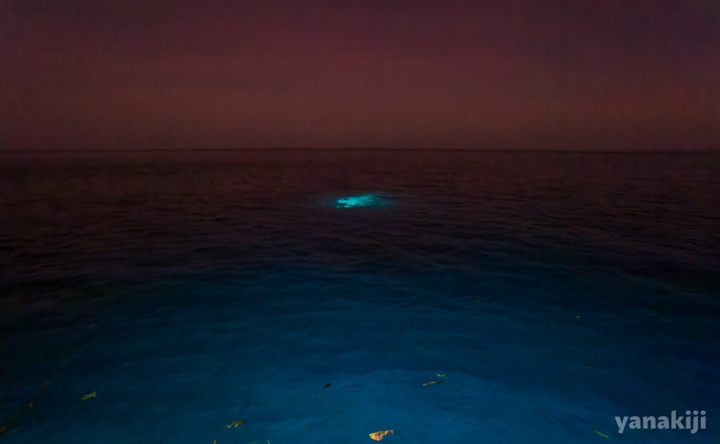 夜の海では1本のライトの光が頼り(この画像は後日船から撮影したものです)