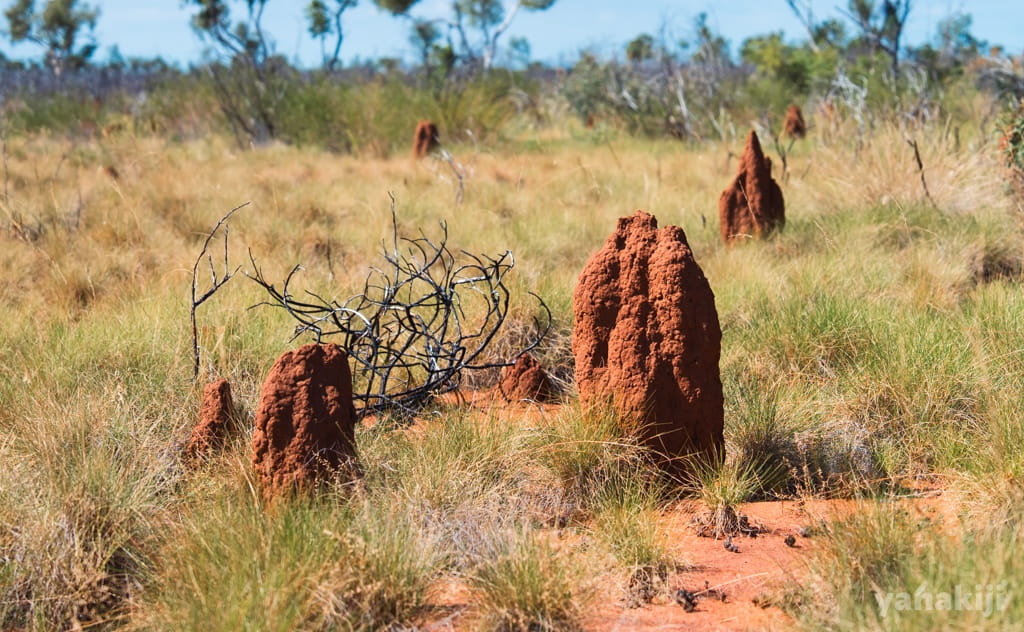 ずらりと並ぶ「蟻塚」の謎。持ち主はアリじゃないって本当？