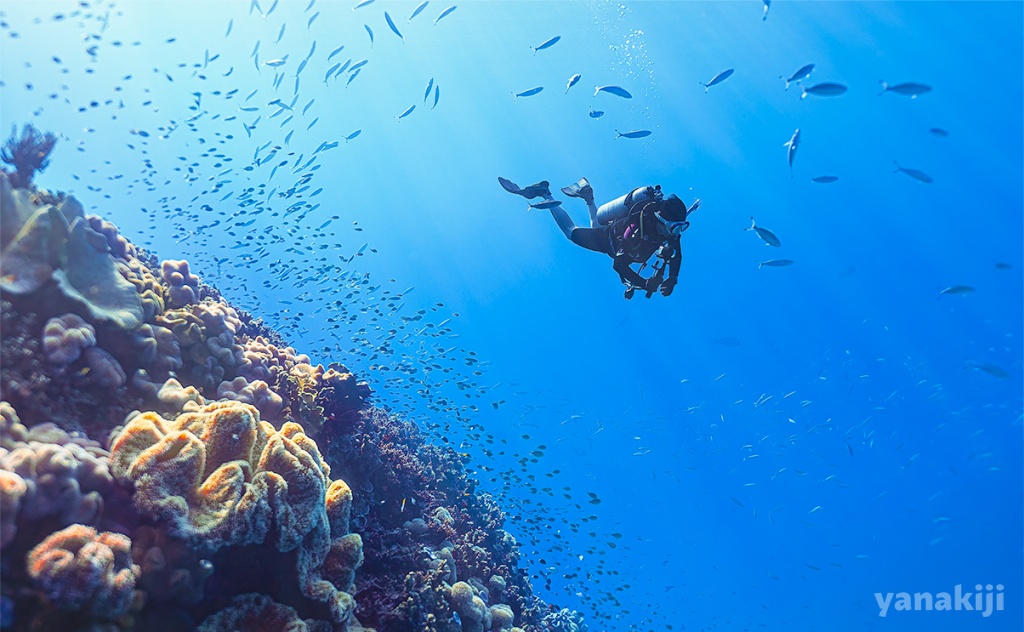 さよならグレートバリアリーフ！夜はワニ&カンガルーの肉を。