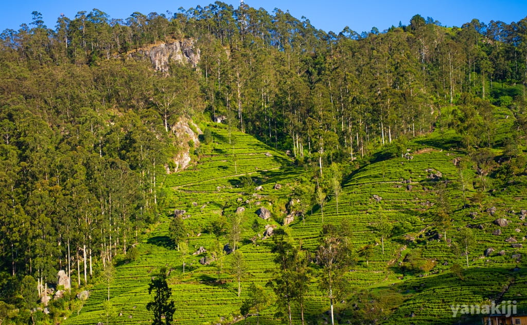 スリランカの山岳地帯に広がる茶畑