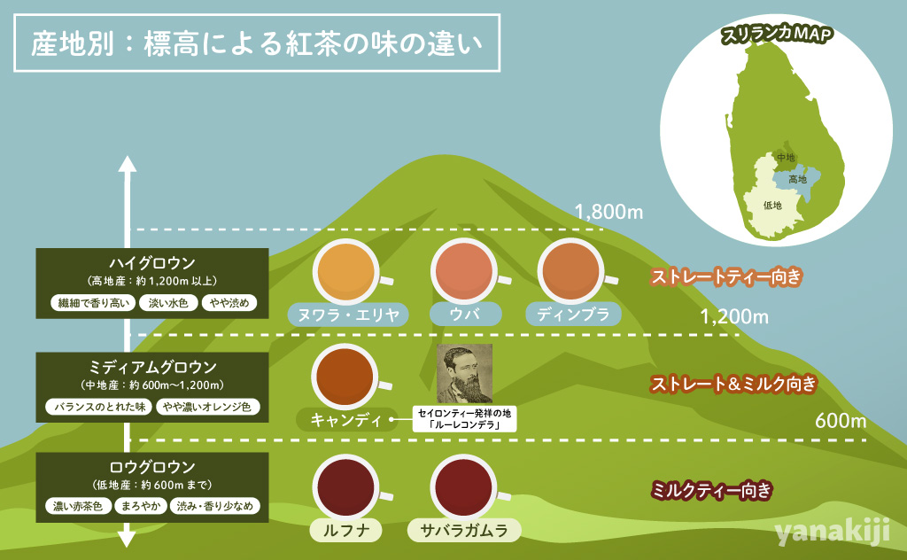 産地別:標高による紅茶の味の違い