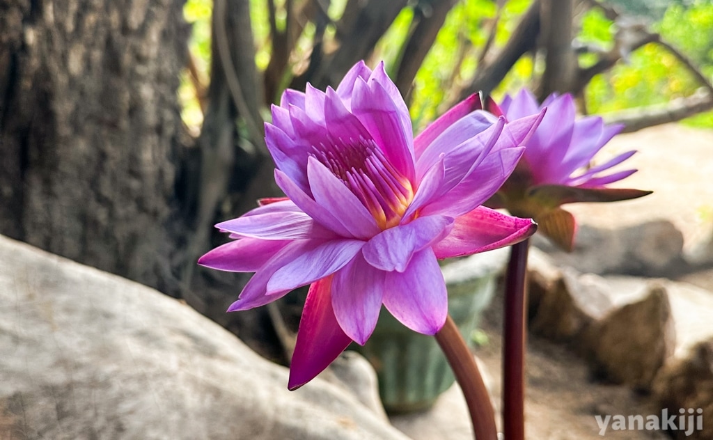 蓮は仏教を象徴するお花
