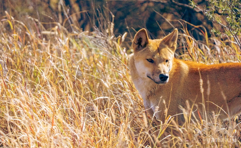 オーストラリアの野犬「ディンゴ」