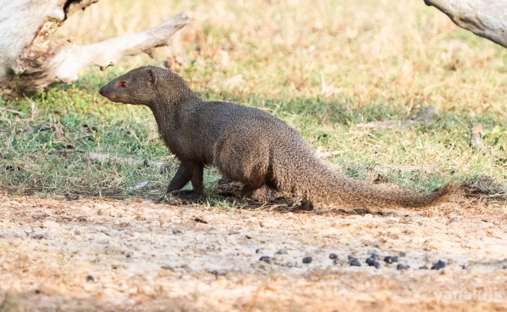 アカマングース