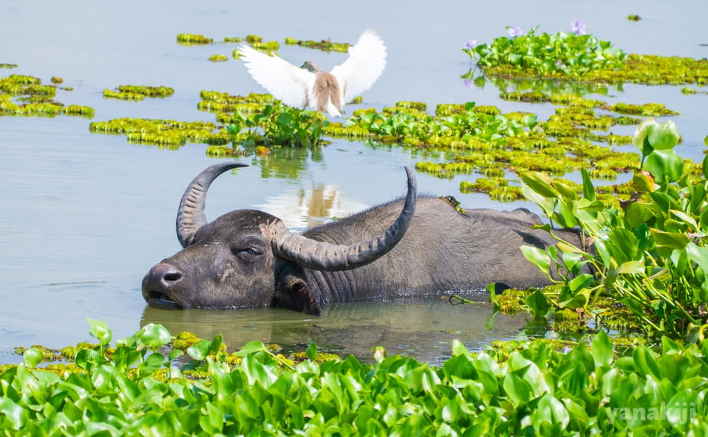 水浴びをするアジアスイギュウ