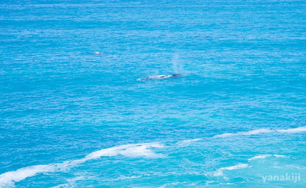 クジラ発見!