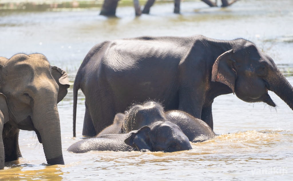 水浴びをするスリランカゾウ。大人が子どもを守っている