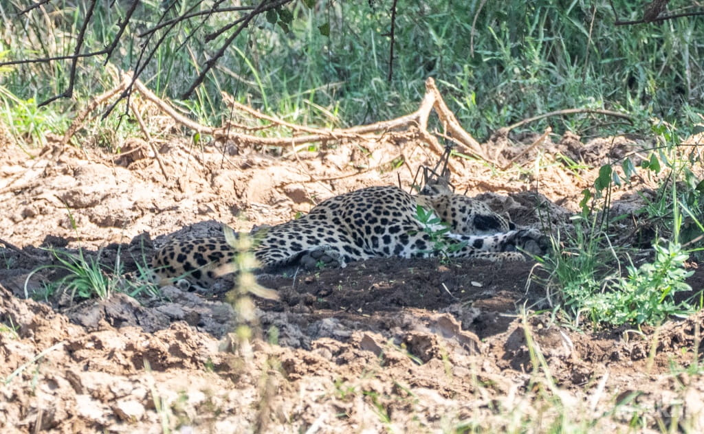 木陰で横になるスリランカヒョウ