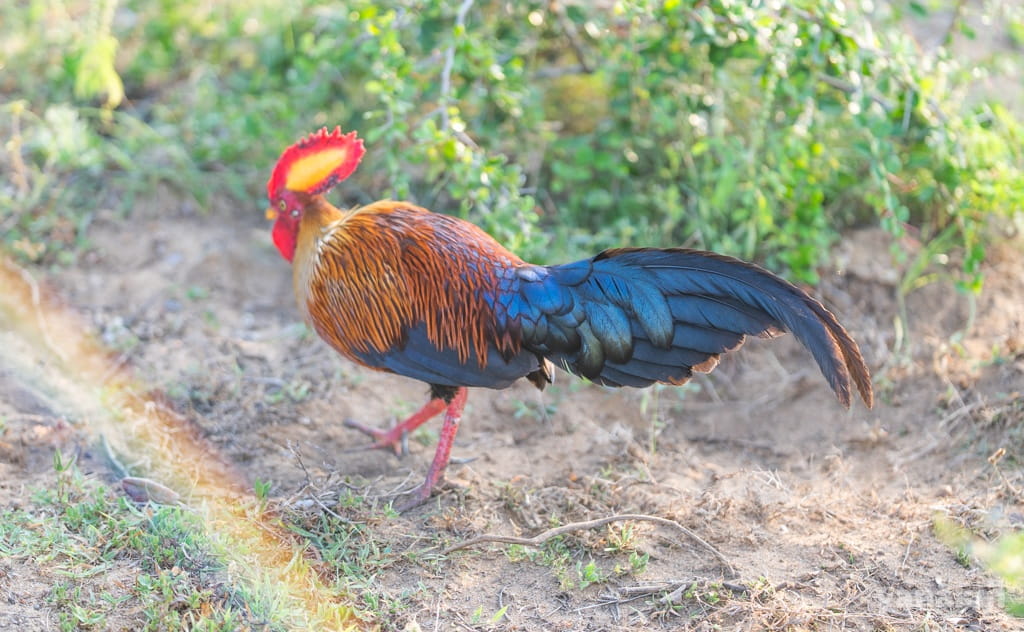 スリランカの国鳥・セイロンヤケイ