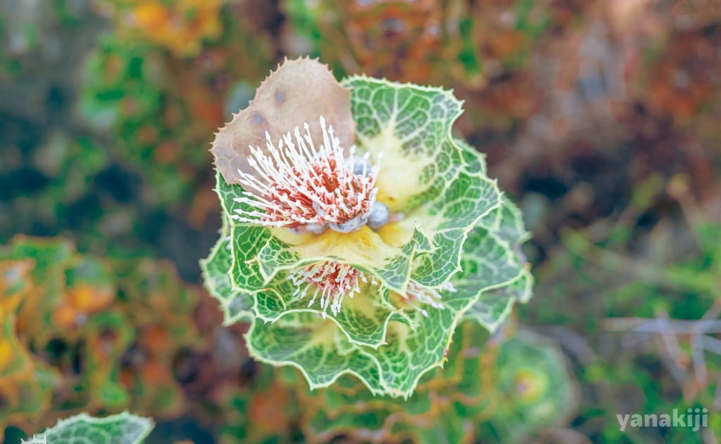 ハケア・ヴィクトリアの花弁