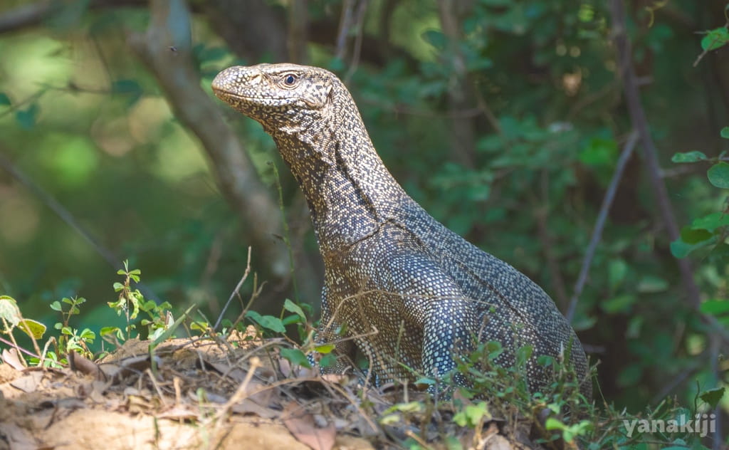 現地語で「タラゴヤ」と呼ばれる、ベンガルオオトカゲ