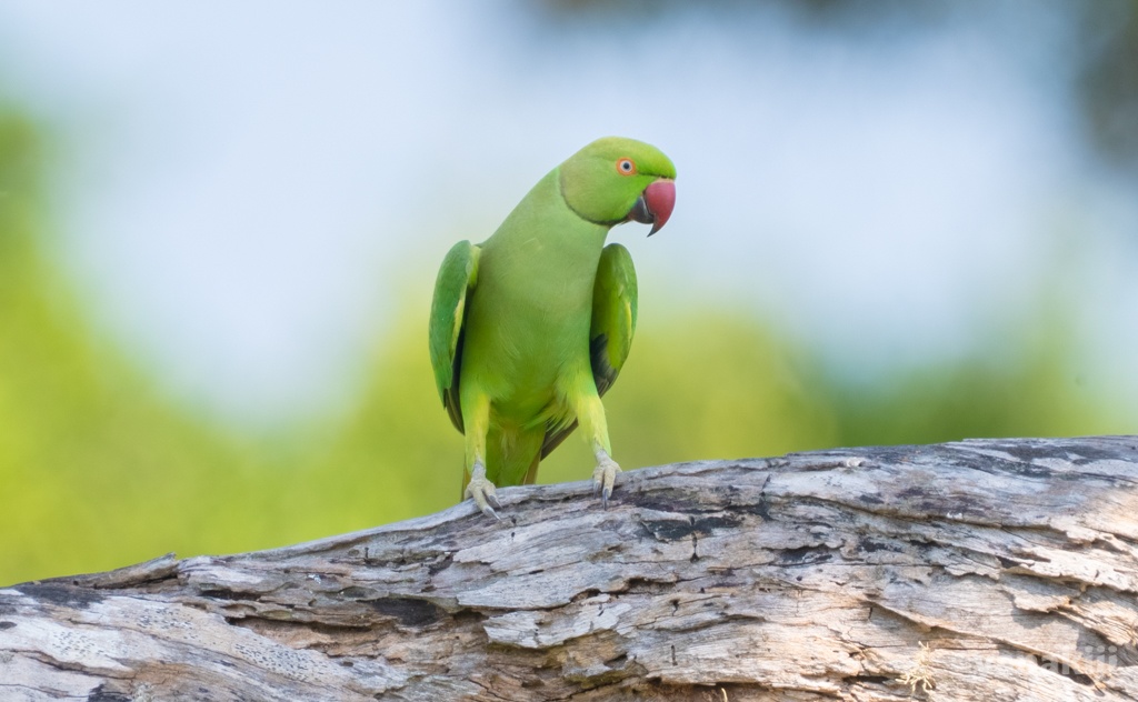 ワカケホンセイインコ