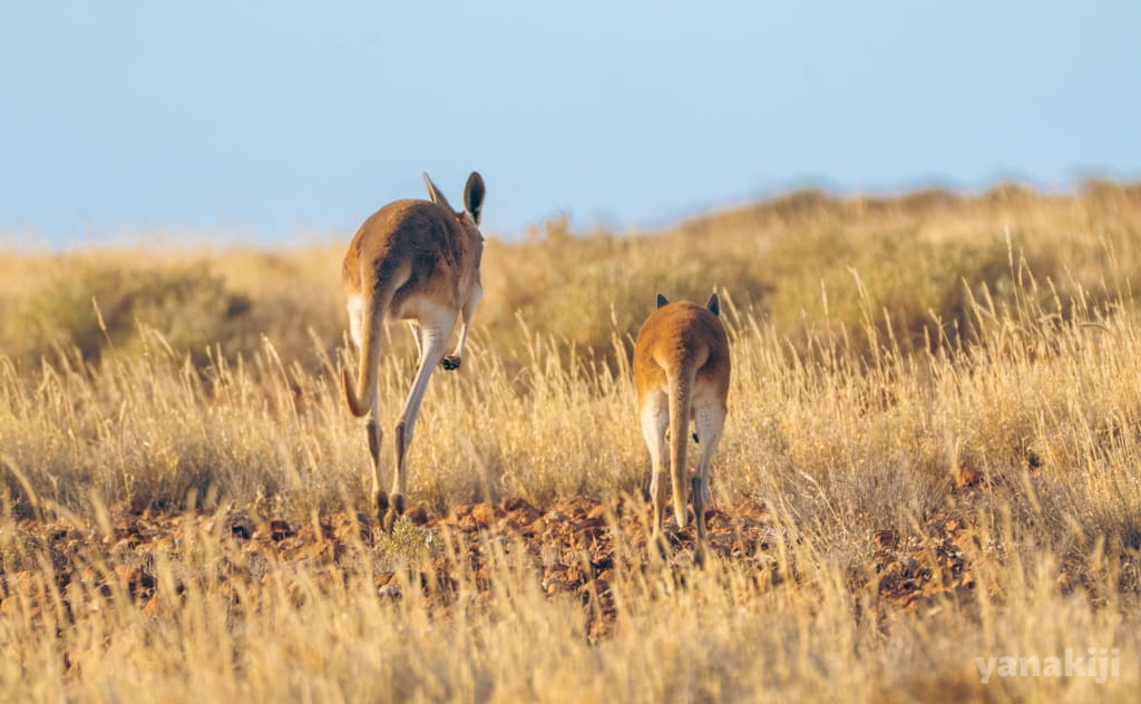 去っていくカンガルーたち