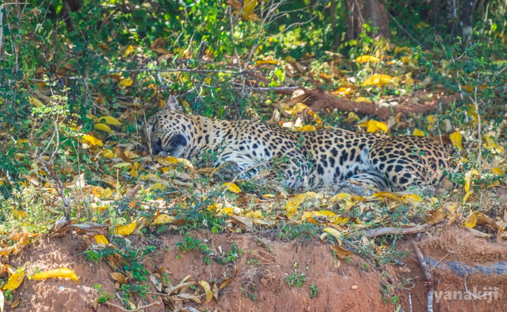 木陰で休むスリランカヒョウ