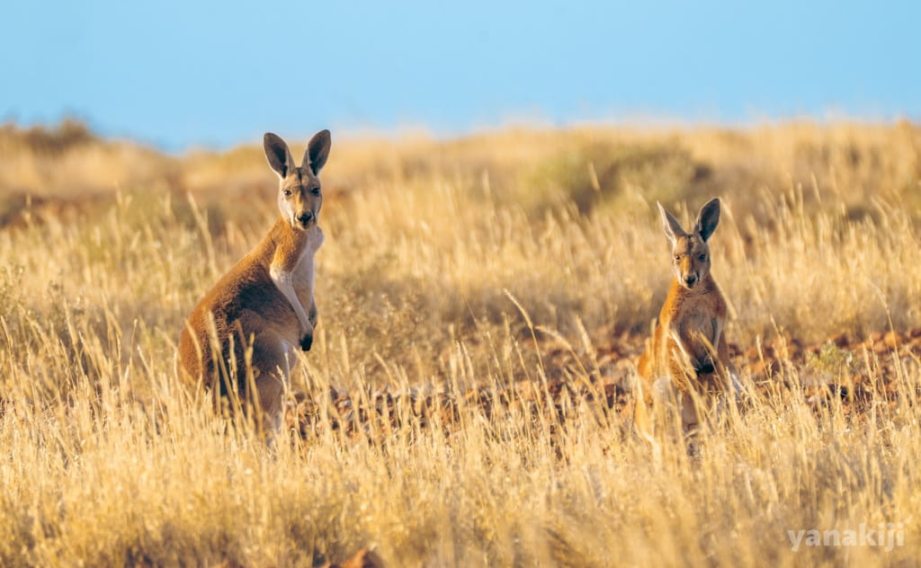 オーストラリア内地（クーパーペディ）で出会った野生のカンガルー