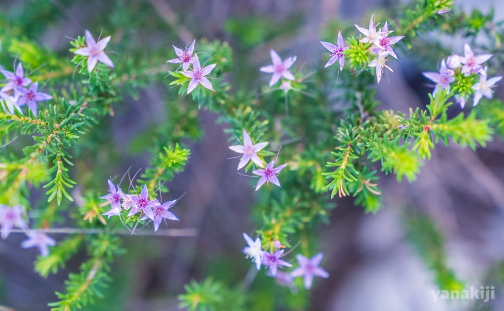 calytrix decandra