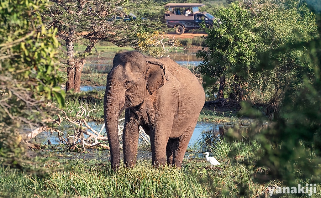 スリランカ・ヤーラ国立公園サファリ体験記！ヒョウ、ゾウ、孔雀に出会う朝から夕方までの1日