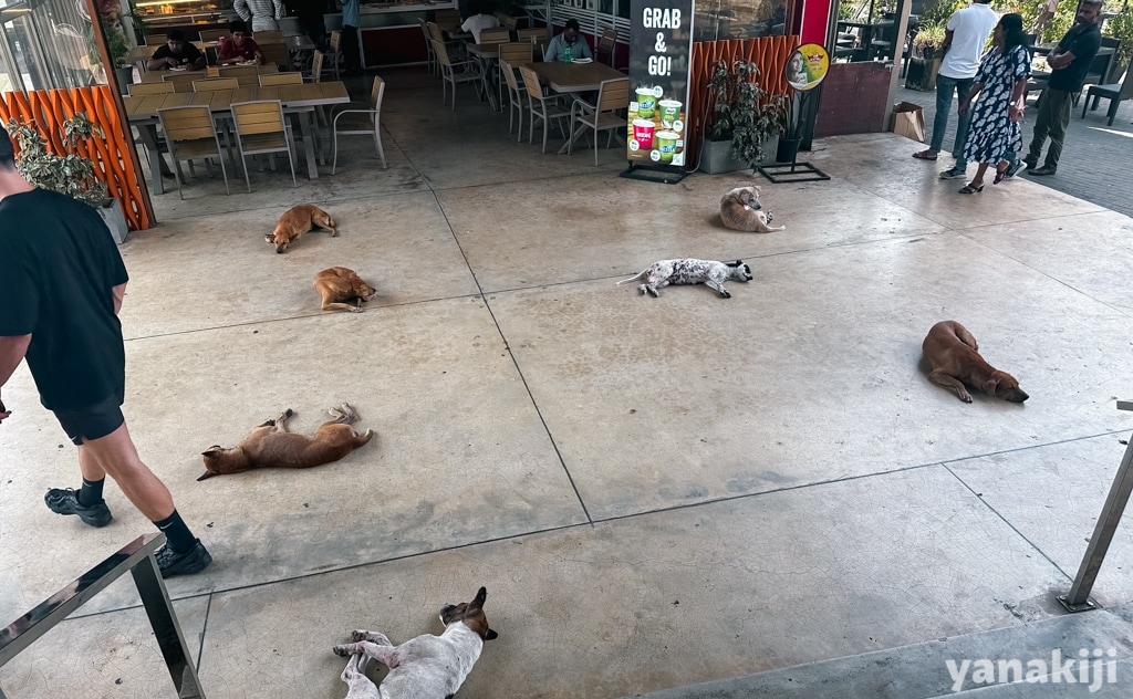 サービスエリアにいた野犬たち