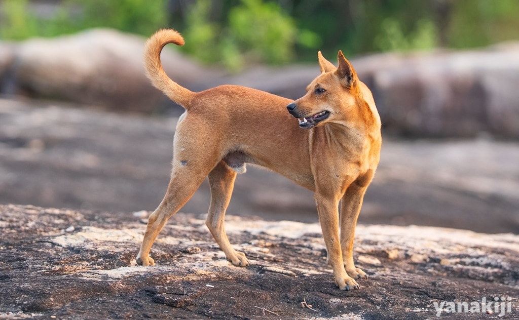 岩場散策の間、ロッジの犬が先導してくれるというサプライズも!
