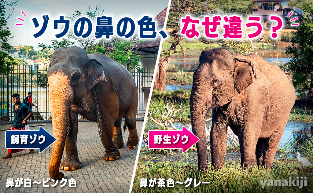 なぜ飼育されたゾウの鼻は白いのか？野生にはいない理由と『伝統』に隠された残酷な真実