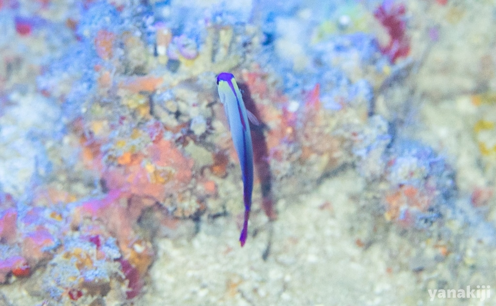 アケボノハゼ
