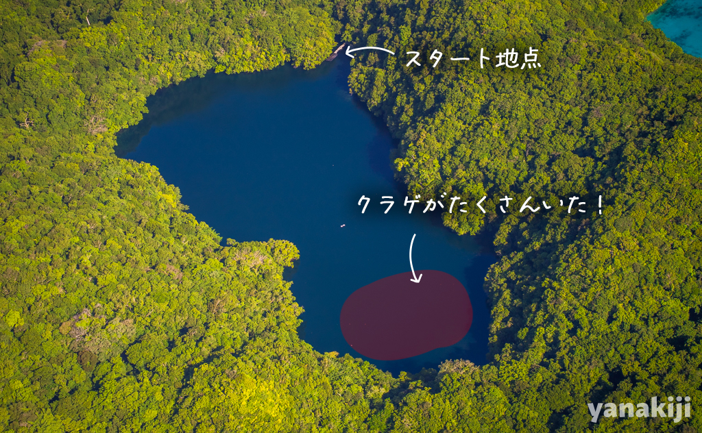 奥まで泳いだらクラゲがたくさんいました!