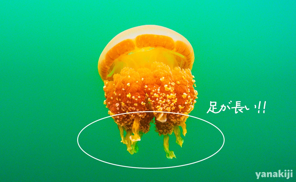 2026年に撮影したジェリーフィッシュレイクのクラゲ