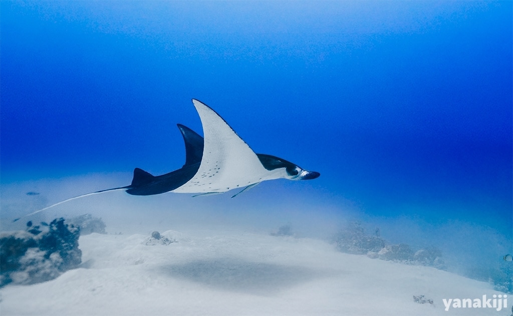 パラオ_マンタ_002