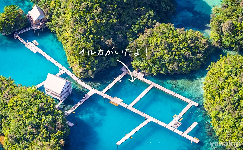 イルカ研究所