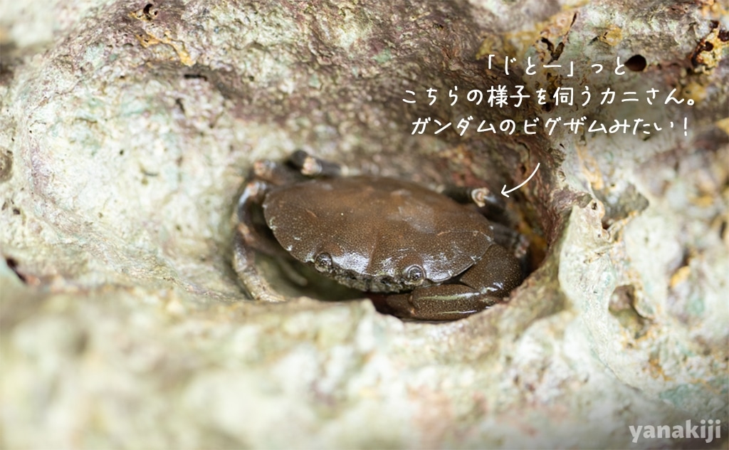 ビグザムみたいなカニ